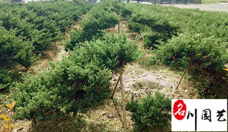 塔柏种植基地直销精品塔柏报价四季常绿工程园林绿化