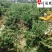 塔柏种植基地直销精品塔柏报价四季常绿工程园林绿化
