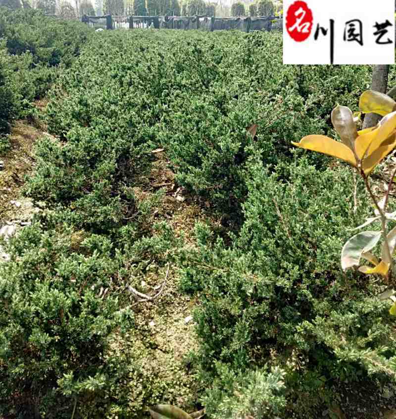 塔柏种植基地直销精品塔柏报价四季常绿工程园林绿化