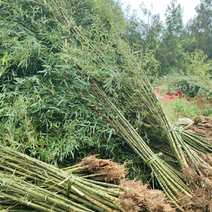 毛竹种植基地直销成都竹类植物批发毛竹产地批发价