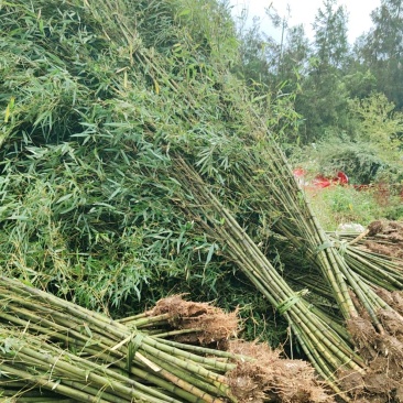 毛竹种植基地直销成都竹类植物批发毛竹产地批发价