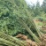 毛竹种植基地直销成都竹类植物批发毛竹产地批发价