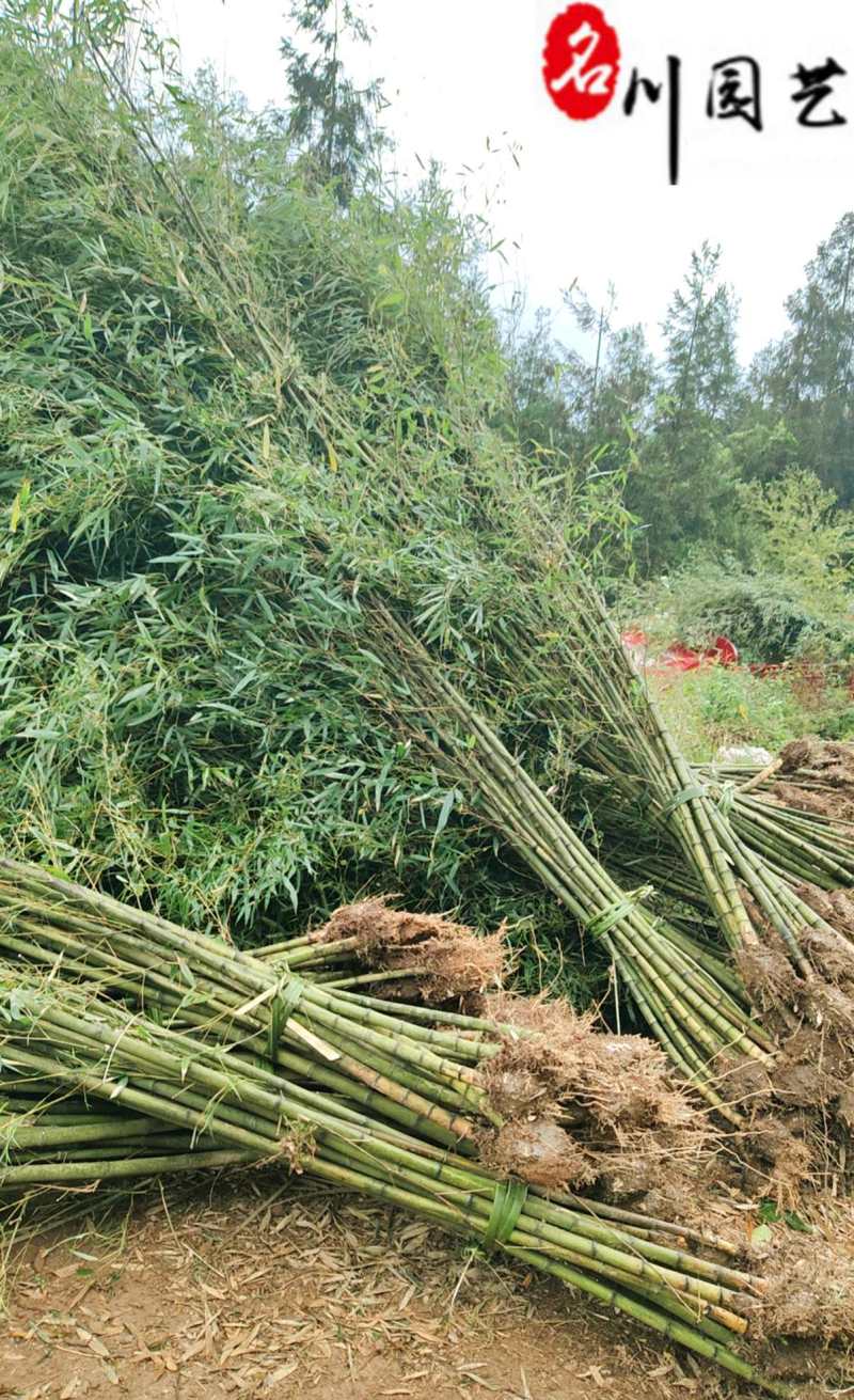 毛竹种植基地直销成都竹类植物批发毛竹产地批发价
