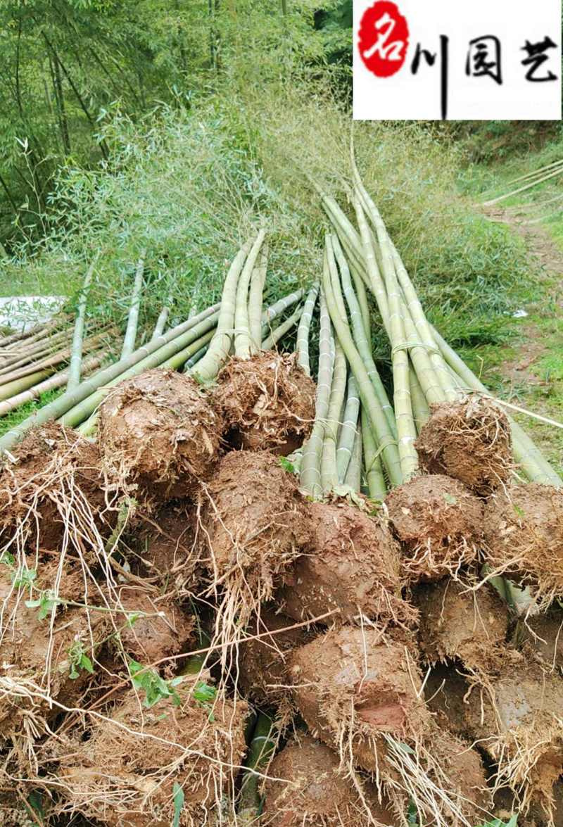 毛竹种植基地直销成都竹类植物批发毛竹产地批发价