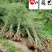 毛竹种植基地直销成都竹类植物批发毛竹产地批发价