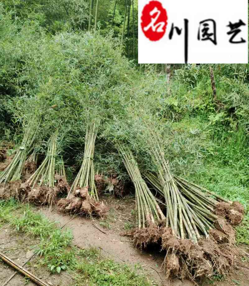 毛竹种植基地直销成都竹类植物批发毛竹产地批发价