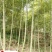 毛竹种植基地直销成都竹类植物批发毛竹产地批发价