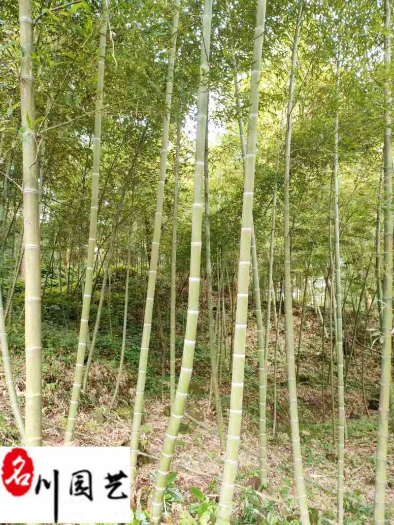 毛竹种植基地直销成都竹类植物批发毛竹产地批发价