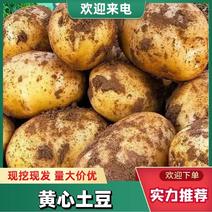 山东土豆黄心土豆精品土豆大量发货中品质保障保服务