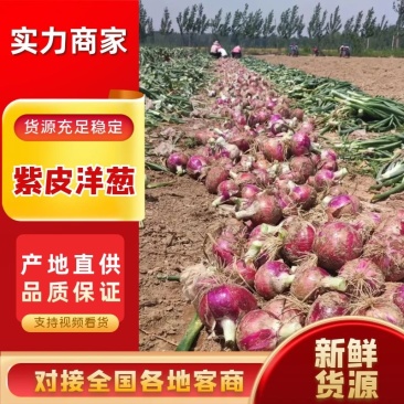 山东洋葱，紫皮洋葱，精品洋葱大量发货中品质保障保服务