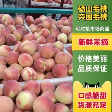 安徽砀山毛桃突围，春雪，春蜜大量上市，种类齐全，保质保量