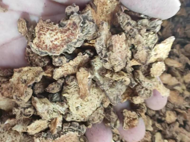 麸炒朱砂点苍术麸炒关苍术（白茬苍术）品质保障欢迎联系