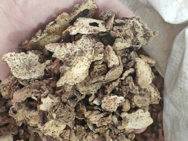 麸炒朱砂点苍术麸炒关苍术（白茬苍术）品质保障欢迎联系