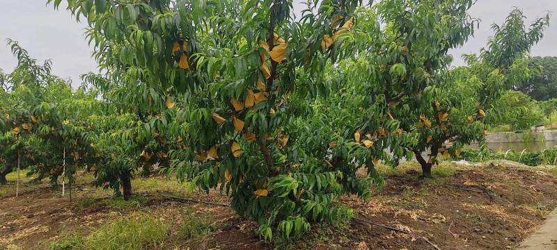 【阳山水蜜桃】江苏无锡产地直供质量保证一手货源对接商超