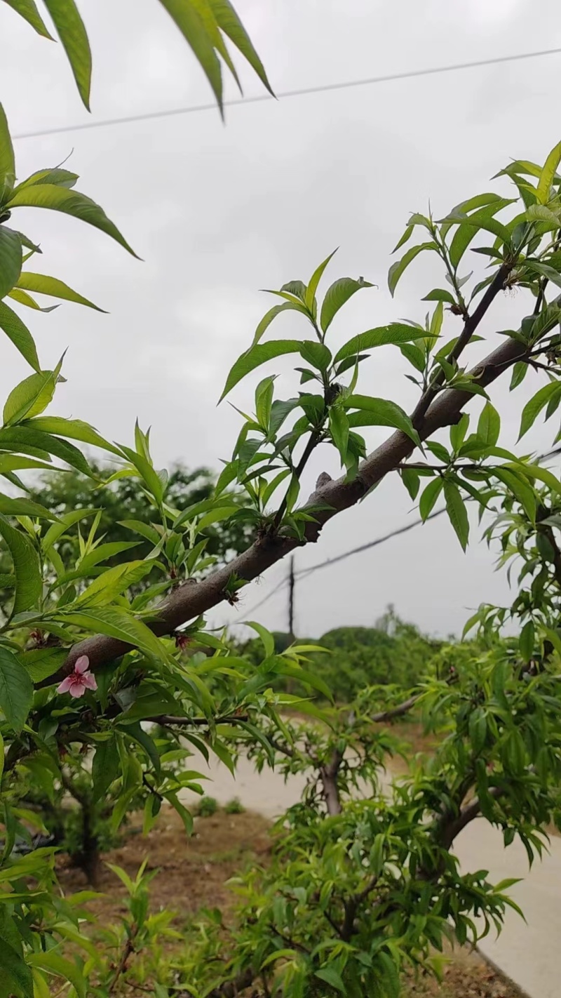 【阳山水蜜桃】江苏无锡产地直供质量保证一手货源对接商超