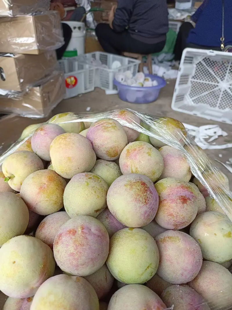 味帝李子口感纯甜，发市场，电商，出口，大量供
