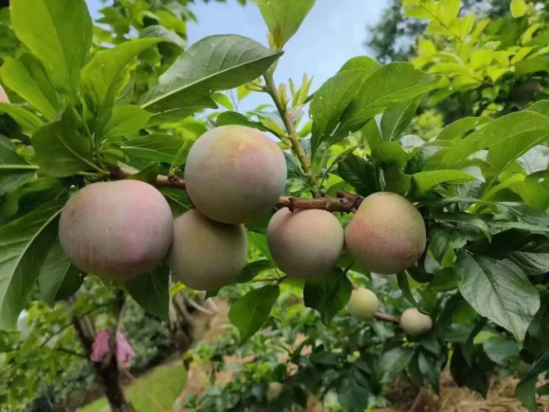 味帝李子口感纯甜，发市场，电商，出口，大量供