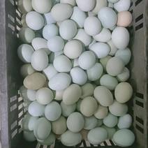 绿壳柴鸡蛋基地供应一手货源全国直销量大质优价格优惠
