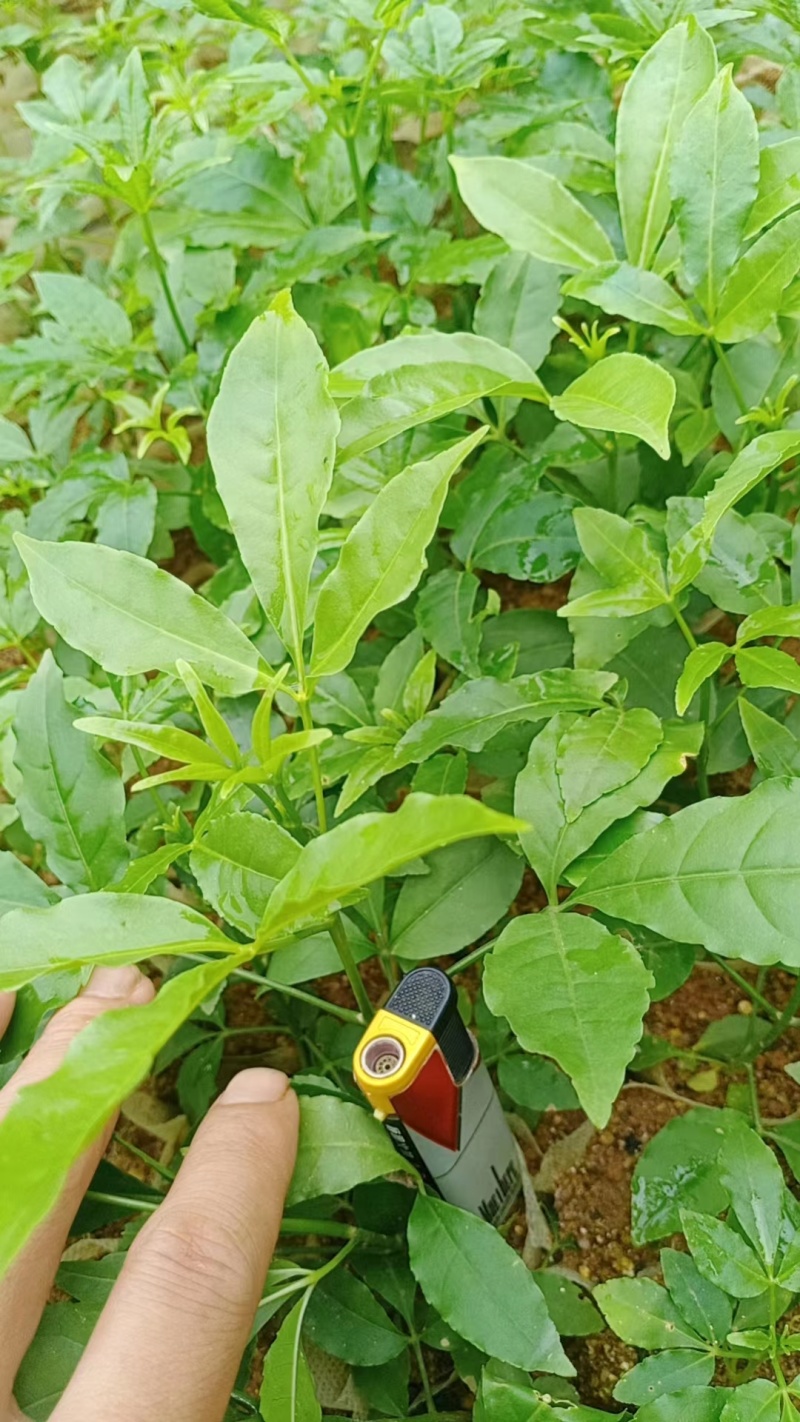 三叉苦种苗，种苗基地一手货源，对接大型批发商，可视频看货