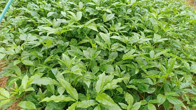 三叉苦种苗，种苗基地一手货源，对接大型批发商，可视频看货