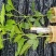 三叉苦种苗，种苗基地一手货源，对接大型批发商，可视频看货