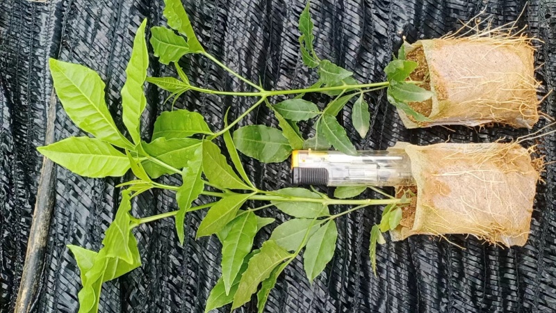 三叉苦种苗，种苗基地一手货源，对接大型批发商，可视频看货