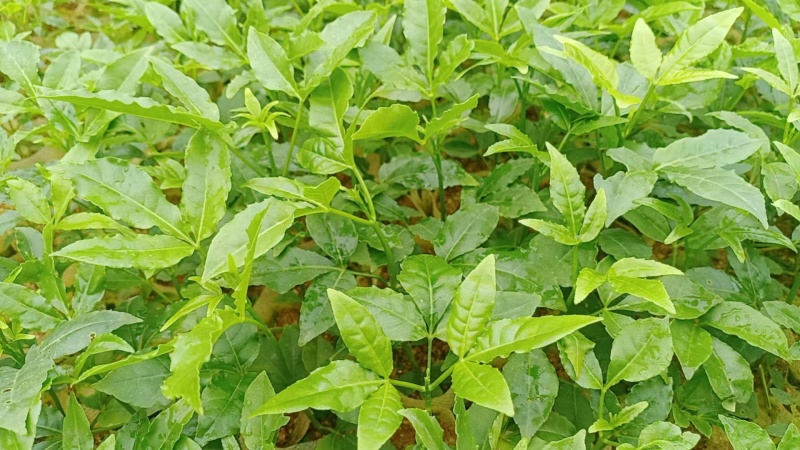 【推荐】三叉苦种苗，基地货源，可视频看货，量多价优