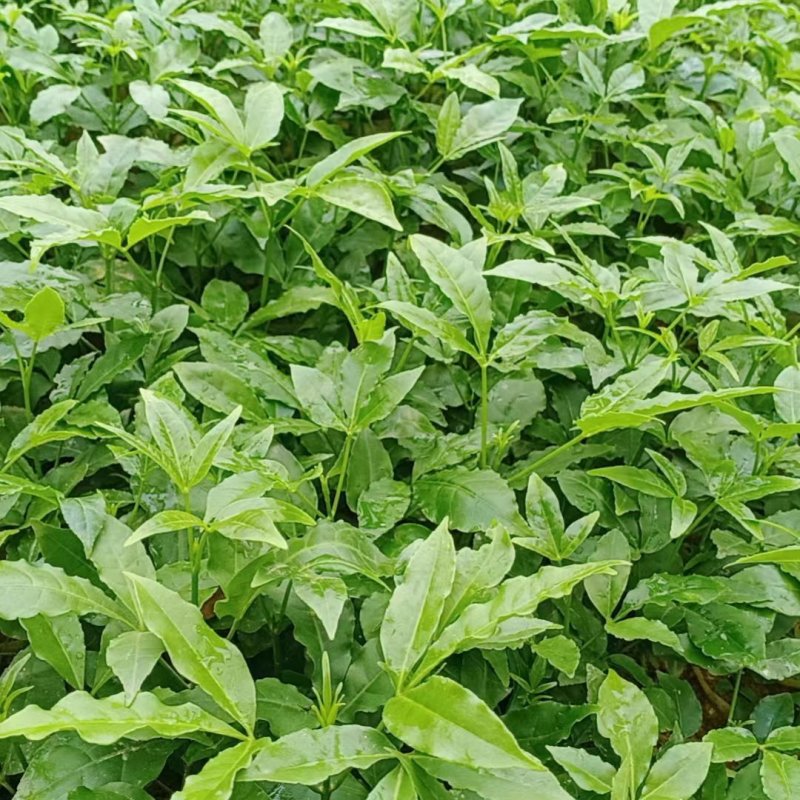 【推荐】三叉苦种苗，基地货源，可视频看货，量多价优
