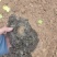 【鸡粪】山东泰安基地直供质量保证一手货源量大优惠