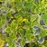 金边黄杨树苗绿植围墙庭院四季常青绿化工程树苗篱笆植物