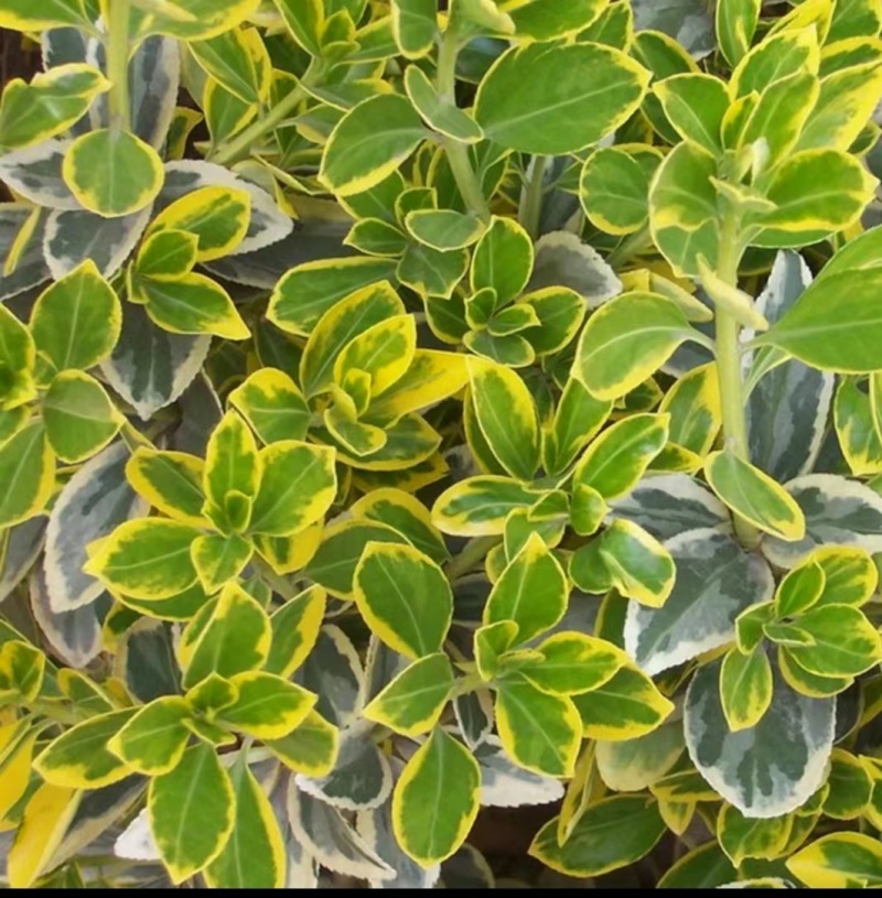 金边黄杨树苗绿植围墙庭院四季常青绿化工程树苗篱笆植物