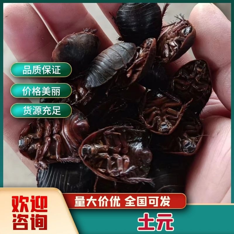 土元河南产地一手货源，精品统货，量大从优