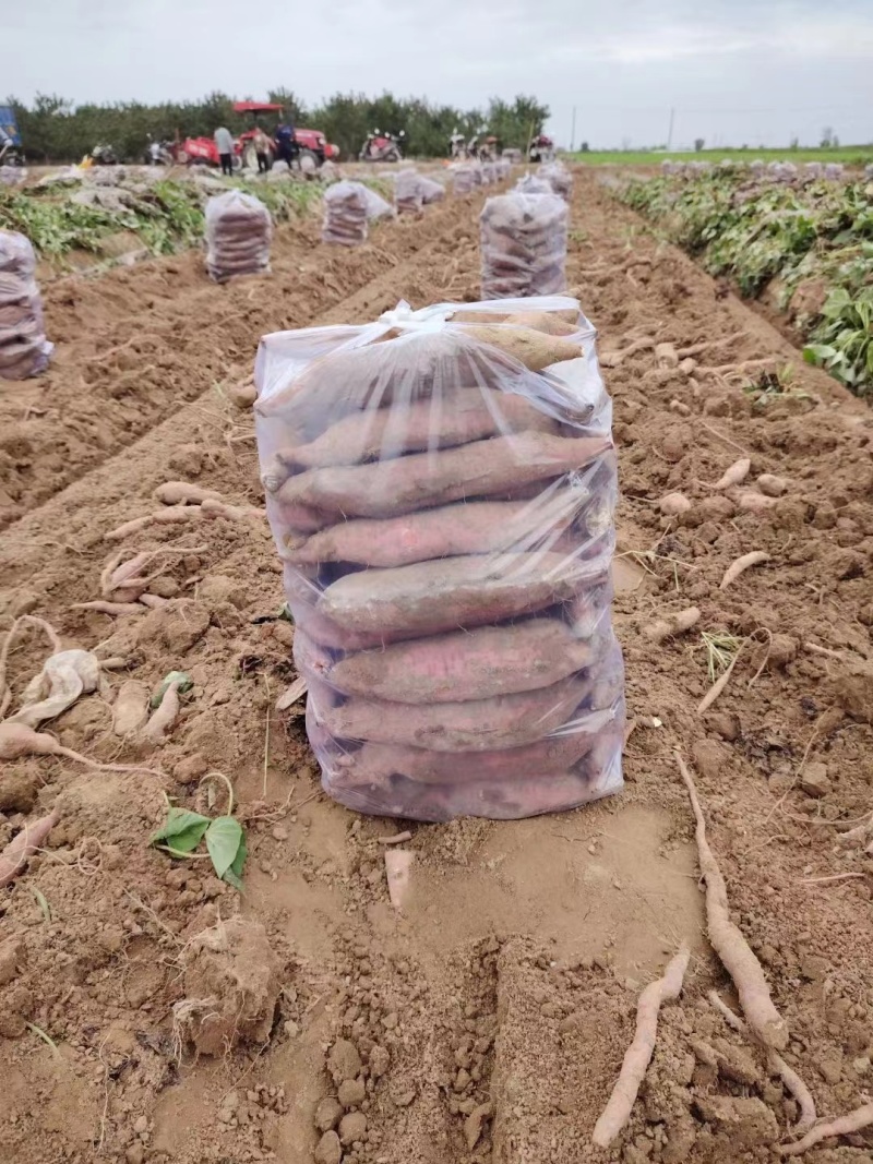 陕西特产板栗红薯红薯产地直发量大从优货源充足
