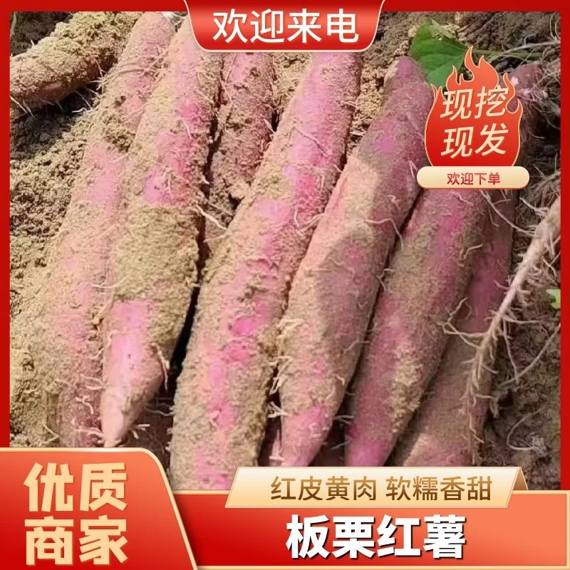 陕西特产板栗红薯红薯产地直发量大从优货源充足