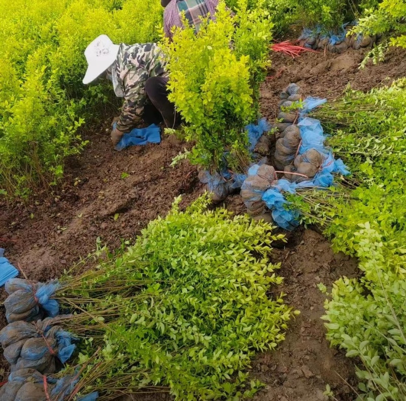 【推荐】金叶女贞树苗批发绿化苗木大全四季常青庭院植物