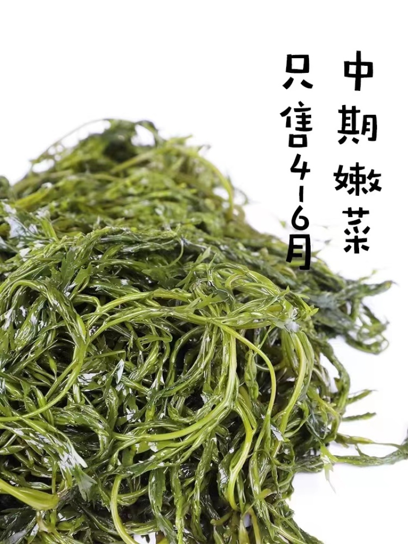 鞭炮笋/羊栖菜/长寿菜/马尾藻凉拌火锅食材