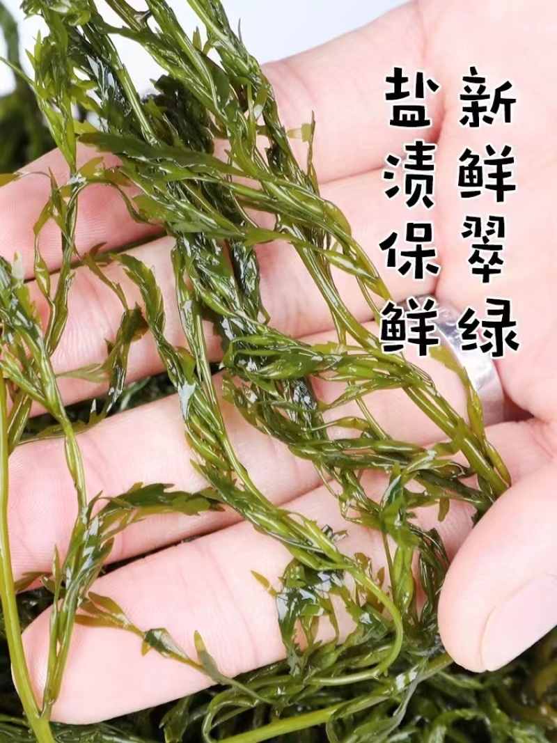鞭炮笋/羊栖菜/长寿菜/马尾藻凉拌火锅食材