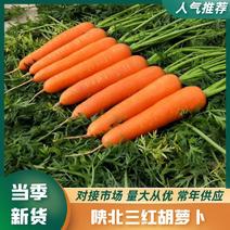 陕北三红胡萝卜以大量上市，欢迎各位老板们选购。