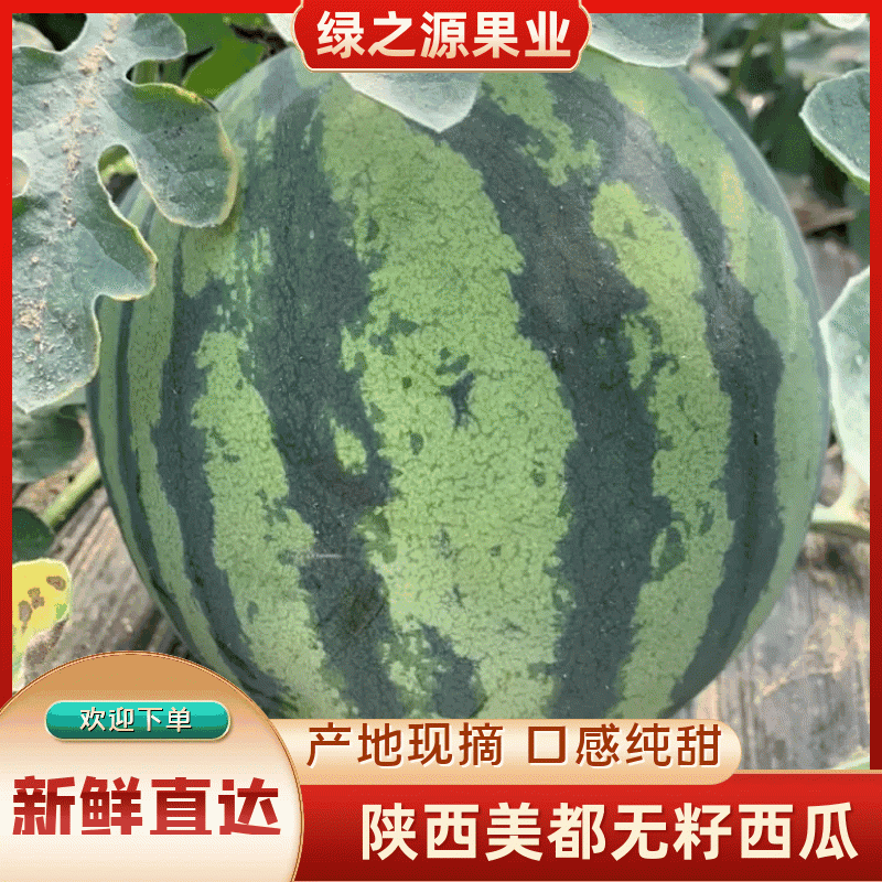 【精品美都】万亩基地皮薄多汁糖度12.5价格优惠