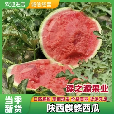 陕西头茬美都麒麟瓜6斤打底个头均匀口感脆甜价优