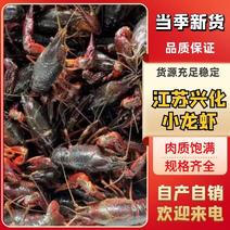 江苏兴化小龙虾，肉质饱满，规格齐全，自产自销，量大从优