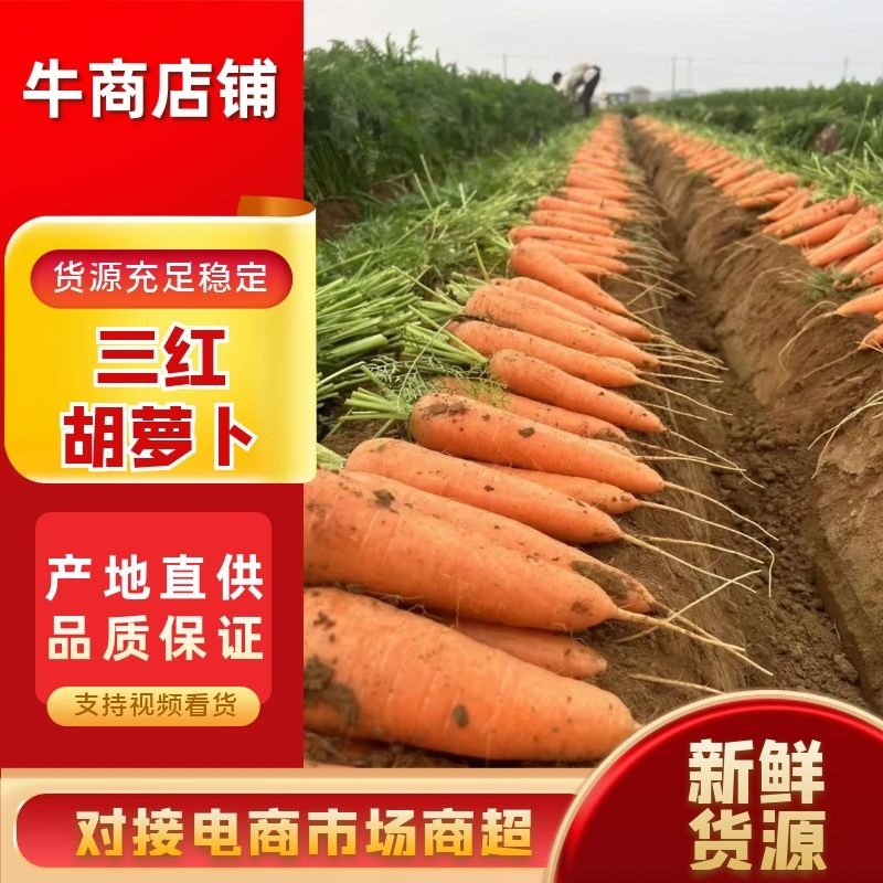 【不带叶子】三红萝卜胡萝卜手掰英电商货电商小条精品水洗中条