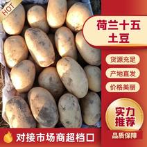 【新乐土豆新品上市】万亩基地种植个头均匀价格优惠