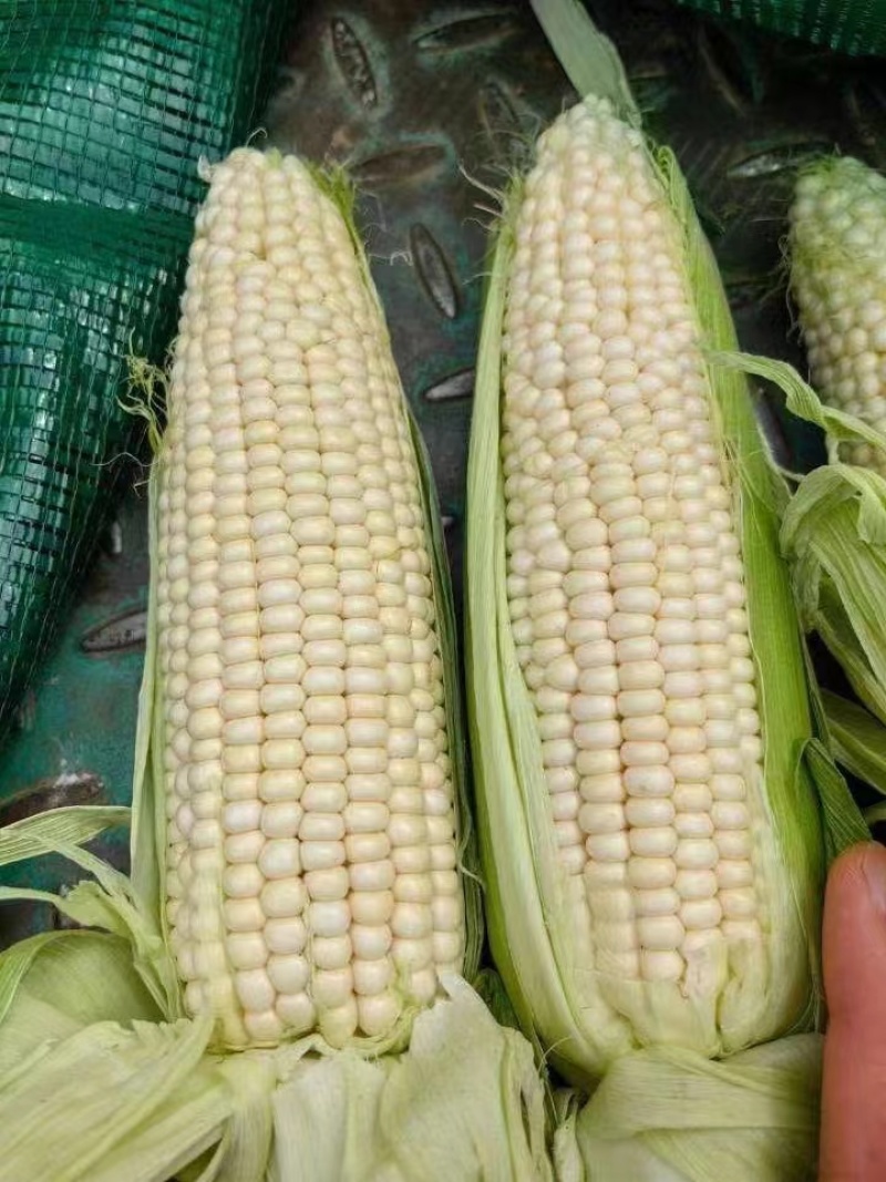 万糯2000糯玉米大量供应优质玉米价格优惠对接全国批发商