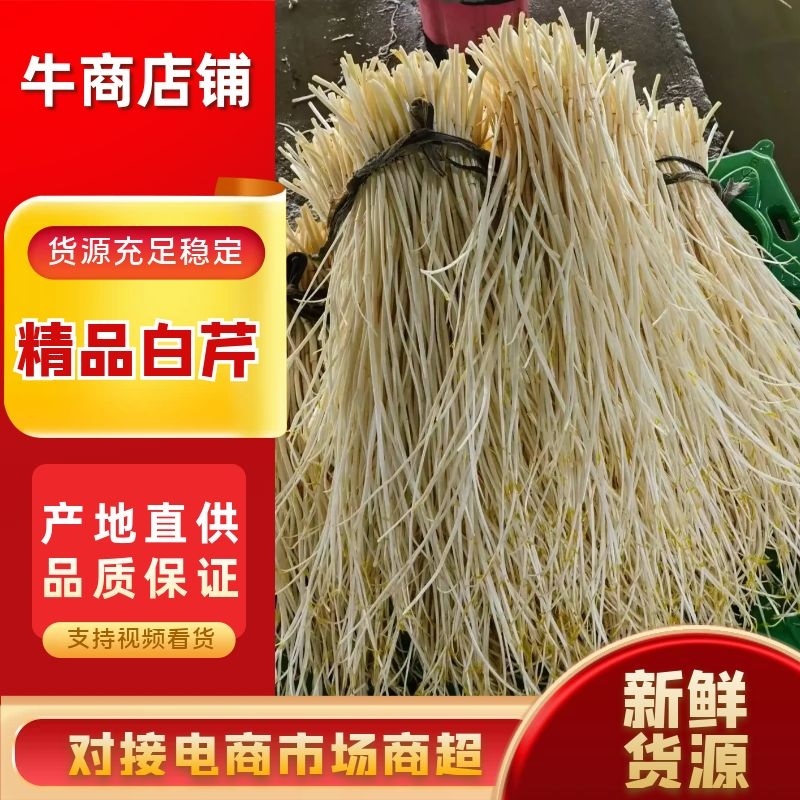 精品芹菜白芹质量保证，品种纯正，假一赔欢迎联系