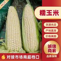万糯2000糯玉米大量供应优质玉米价格对接全国批发商