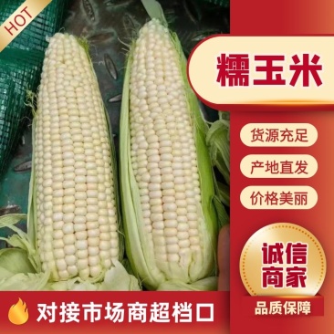 万糯2000糯玉米大量供应优质玉米价格优惠对接全国批发商