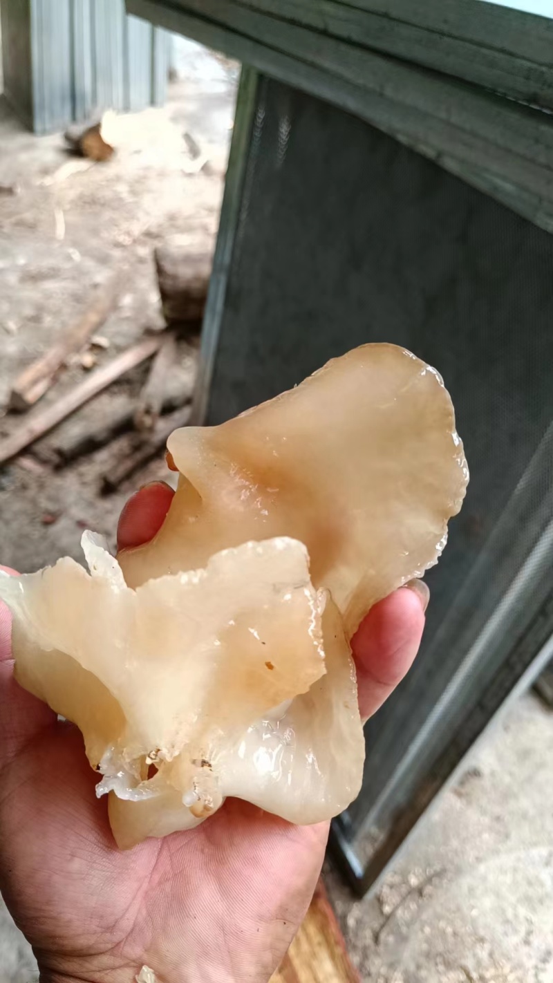 羊肚耳鲜货基地直发货源充足可对接各种市场量大从优