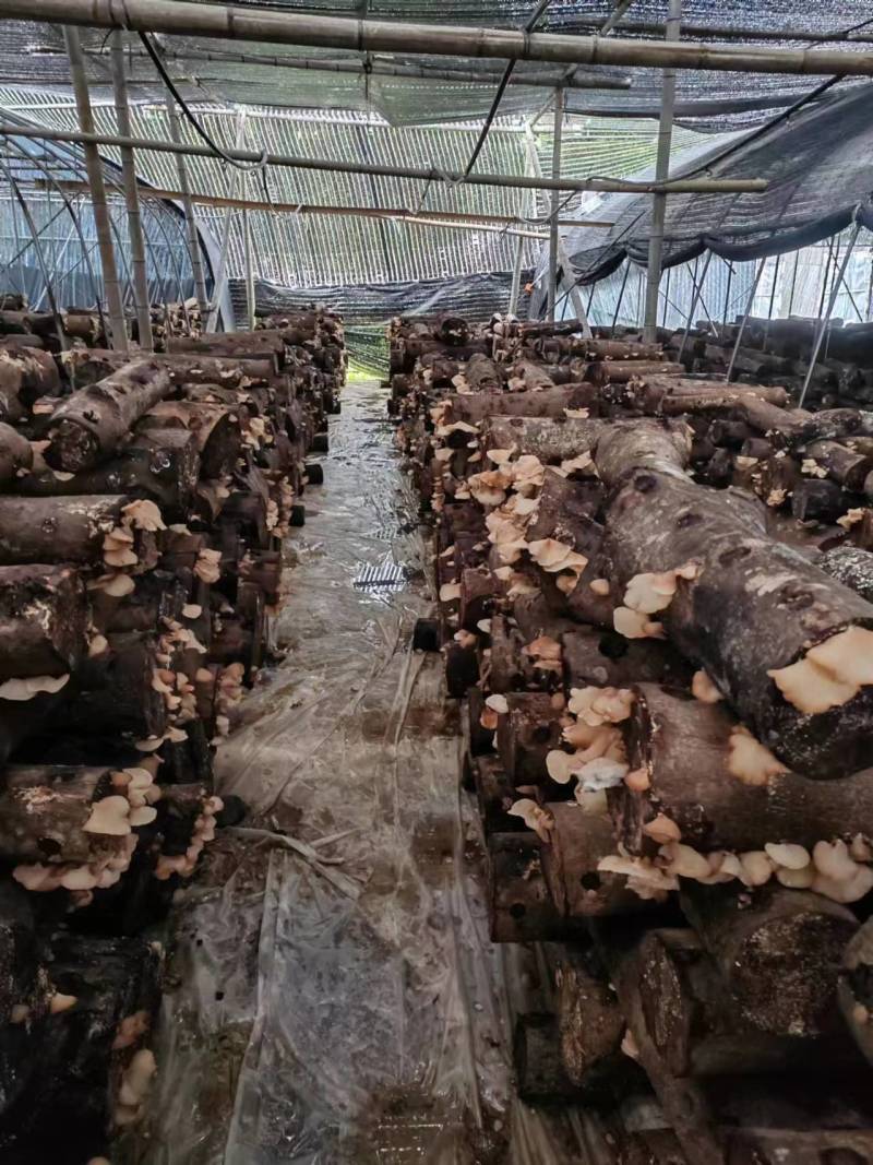 羊肚耳鲜货基地直发货源充足可对接各种市场量大从优