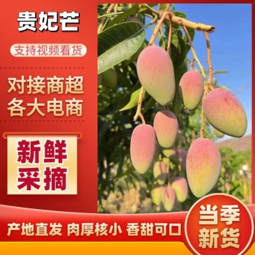 贵妃芒隆阳芒果专业代发团队走货省心便利支持电商供